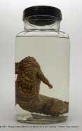 View of reptile: preserved in spirit