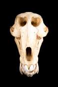 View of mammal: skull