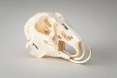 View of mammal: skull