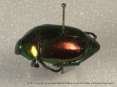 View of insect: beetle