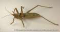 View of insect: grasshopper