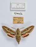 View of insect: moth