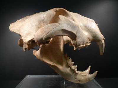 Skull of a Lion