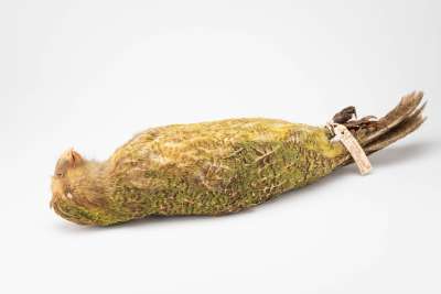 STRIGOPIDAE: Strigops habroptila G R Gray: kakapo
