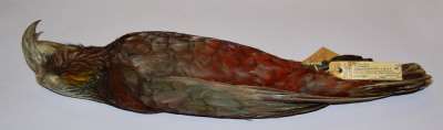 NESTORIDAE: Nestor meridionalis (Gmelin): New Zealand kaka