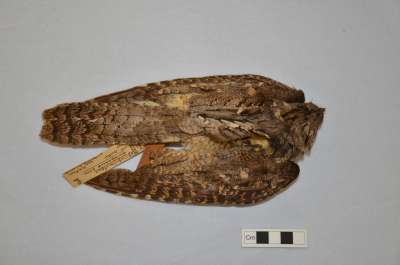 CAPRIMULGIDAE: Caprimulgus europaeus Linnaeus:  European nightjar