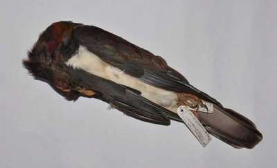 COLUMBIDAE: Hemiphaga novaeseelandiae (Gmelin): New Zealand pigeon