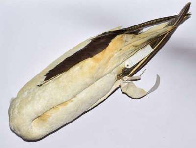 SULIDAE: Morus serrator (Gray): Australian gannet