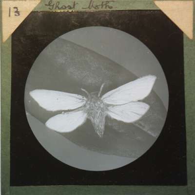 Lantern Slide: Ghost Moth
