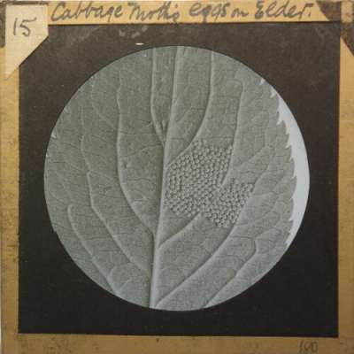 Lantern Slide: Cabbage Moth's Eggs on Elder