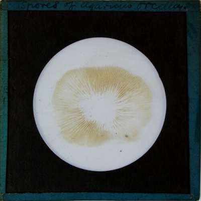 Lantern Slide: Spores of Agaricus orcella