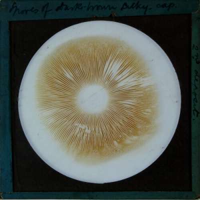 Lantern Slide: Spores of dark-brown Silky-cap. Second deposit