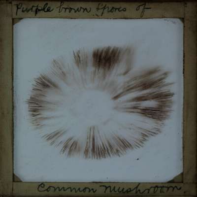 Lantern Slide: Purple brown spores of Common Mushroom