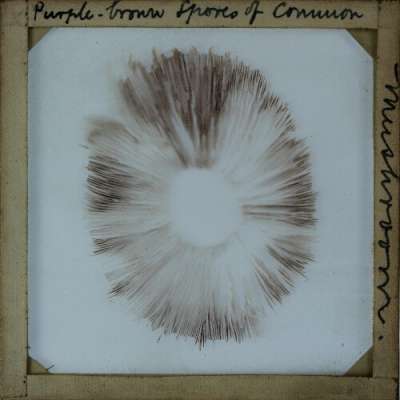 Lantern Slide: Purple-brown Spores of Common Mushroom