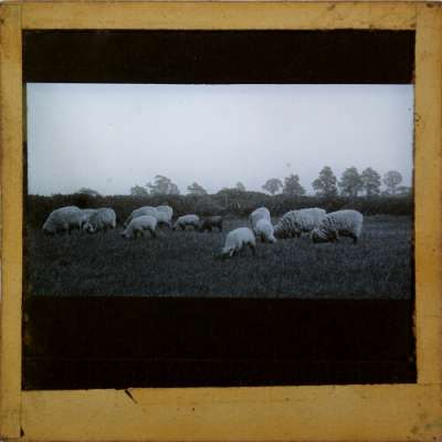 Lantern Slide: Flock of sheep grazing