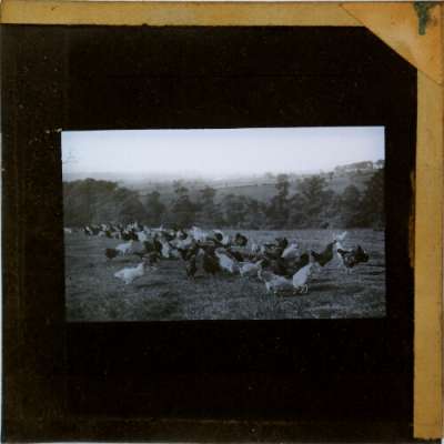 Lantern Slide: Flock of chickens in field