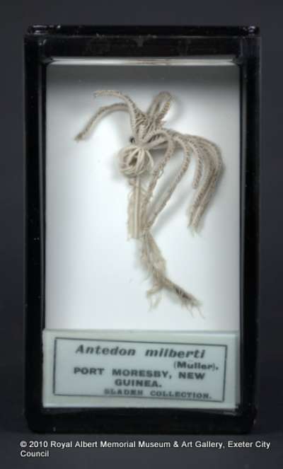 ECHINODERMATA; CRINOIDEA; Articulata; Comatulida; Himerometridae; Amphimetra tessellata tessellata (J. Muller)