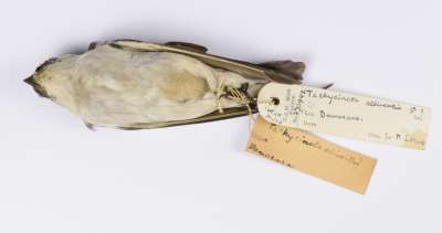 HIRUNDINIDAE: Tachycineta albiventer (Boddaert): white-winged swallow