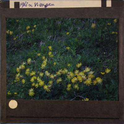 Lantern Slide: Alpine plant with yellow flowers, Wengen