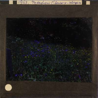 Lantern Slide: Meadow flowers -- Wengen