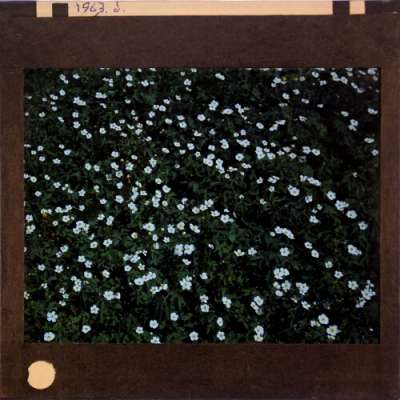 Lantern Slide: Unidentified plant with white flowers