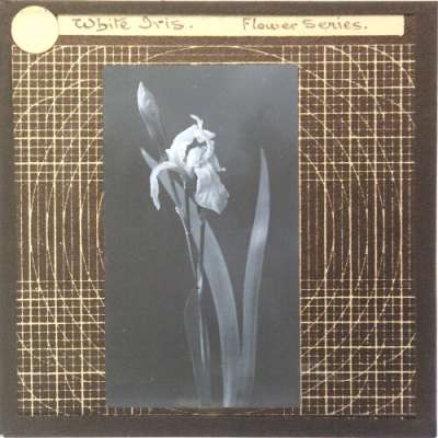 Lantern Slide: White Iris -- Flower Series