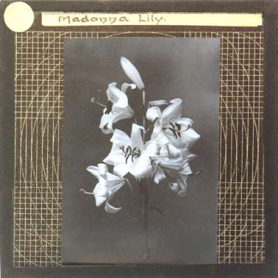 Lantern Slide: Madonna Lily