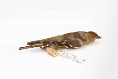 FRINGILLIDAE: Fringilla coelebs Linnaeus:  common chaffinch
