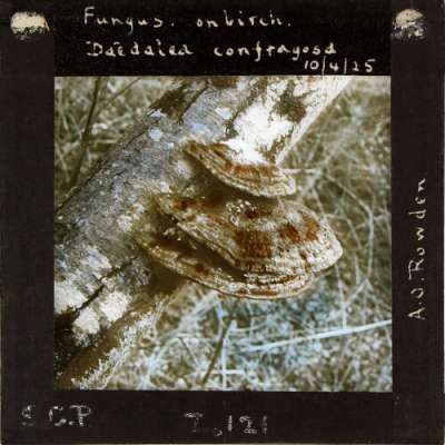 Lantern Slide: Fungus on birch, Daedalea confragosa