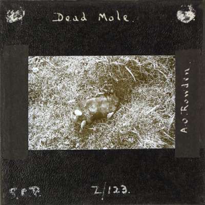 Lantern Slide: Dead Mole