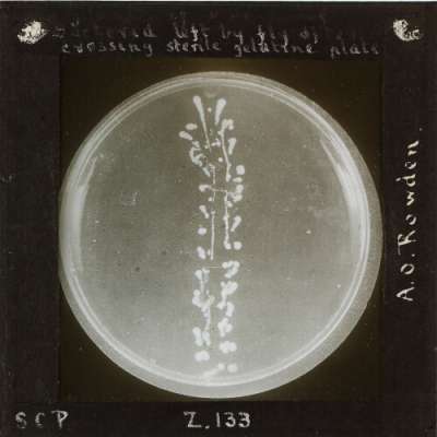 Lantern Slide: Bacteria left by fly after crossing sterile gelatine plate