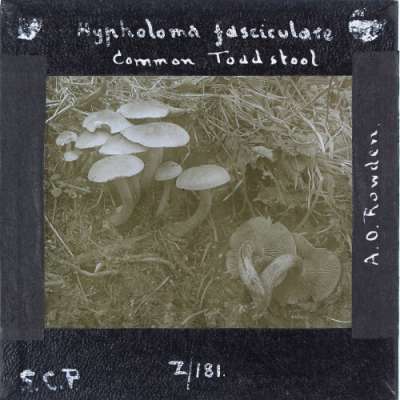 Lantern Slide: Hypholoma fasciculare -- Common Toadstool