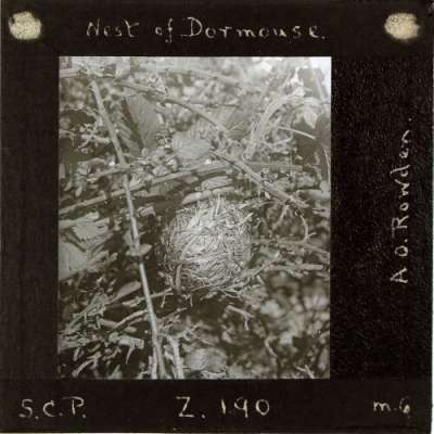 Lantern Slide: Nest of Dormouse