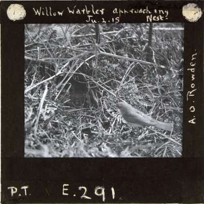 Lantern Slide: Willow Warbler approaching Nest