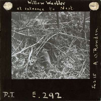 Lantern Slide: Willow Warbler at entrance to nest