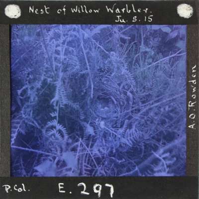 Lantern Slide: Nest of Willow Warbler