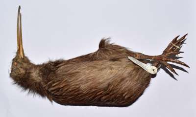 APTERYGIDAE: Apteryx mantelli A D Bartlett: North Island brown kiwi