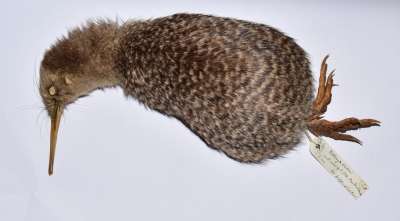 APTERYGIDAE: Apteryx owenii: Gould: little spotted kiwi