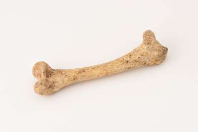 turkey femur bone