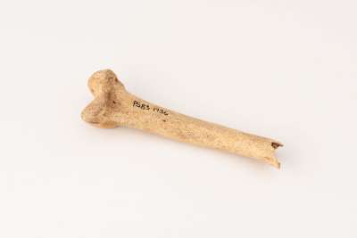 turkey femur bone