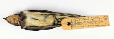 HIRUNDINIDAE: Hirundo rustica Linnaeus: barn swallow