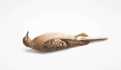 COLUMBIDAE: Ectopistes migratorius (Linnaeus): passenger pigeon