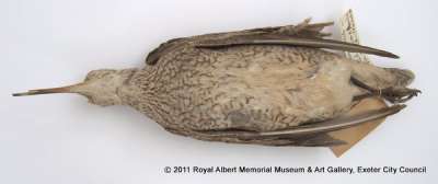 SCOLOPACIDAE: Numenius borealis (Foster):  eskimo curlew