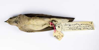 HIRUNDINIDAE: Stelgidopteryx serripennis (Audubon):  northern rough-winged swallow