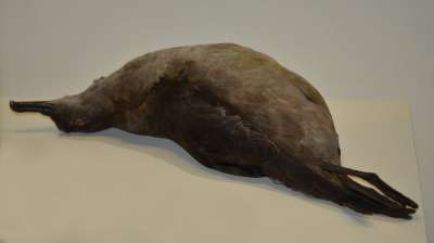 PROCELLARIIDAE: Puffinus griseus (Gmelin): sooty shearwater