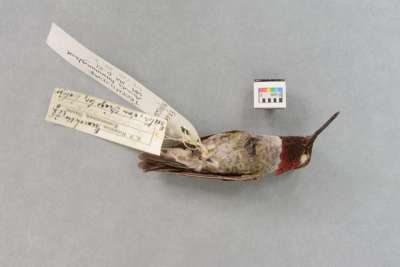 TROCHILIDAE: Calypte anna (Lesson):  Anna’s hummingbird
