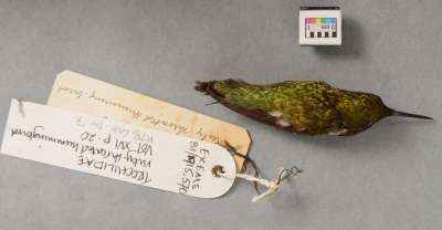 TROCHILIDAE: Archilochus colubris (Linnaeus):  ruby-throated hummingbird