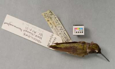 TROCHILIDAE: Archilochus alexandri (Bourcier & Mulsant): black-chinned hummingbird