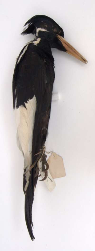 PICIDAE: Campephilus principalis (Linnaeus): ivory-billed woodpecker