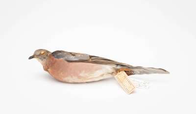 COLUMBIDAE: Ectopistes migratorius (Linnaeus): passenger pigeon
